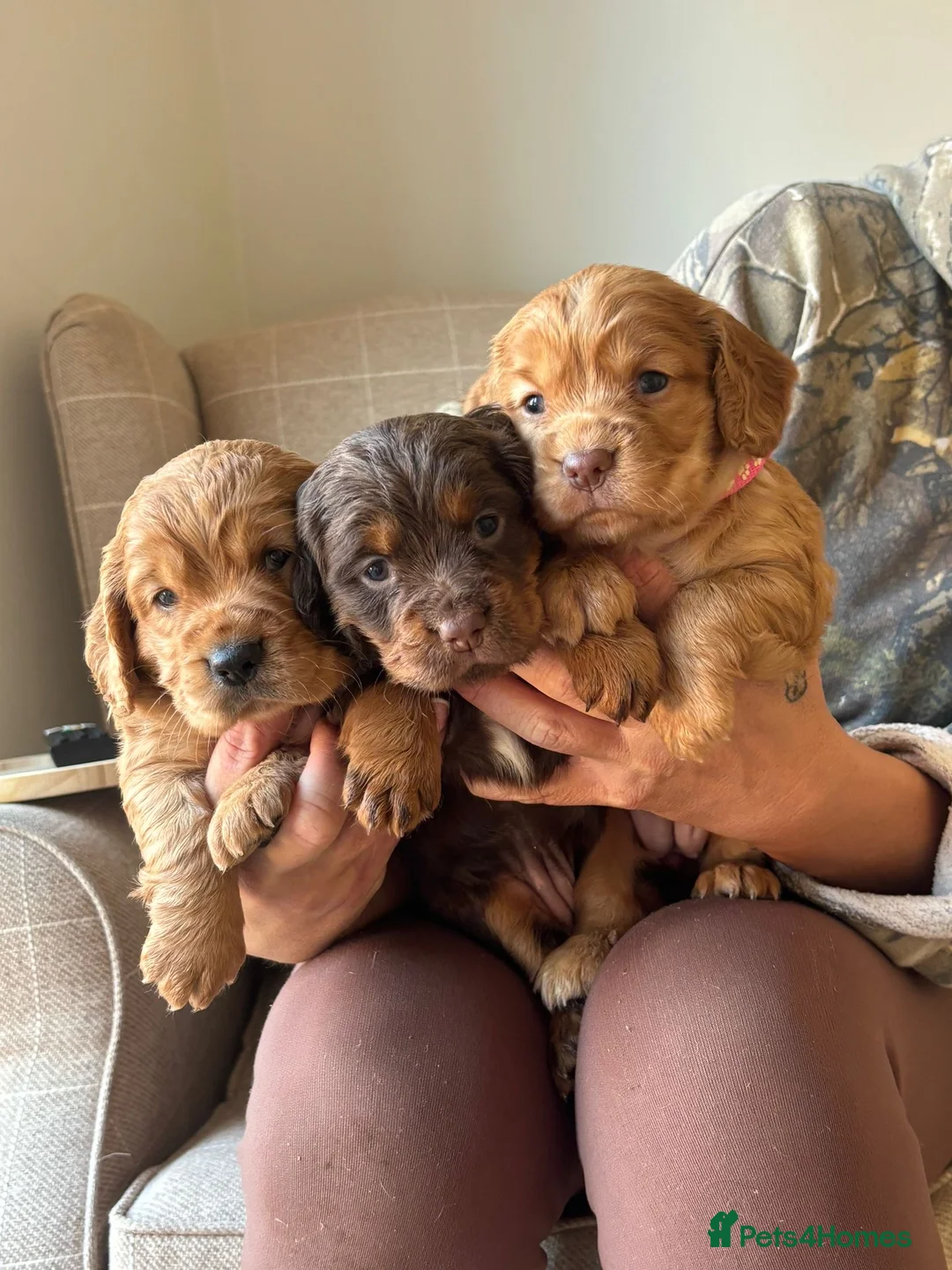 Cocker Spaniel dogs for sale: Outstanding KC cocker spaniel puppies  - Advert 1
