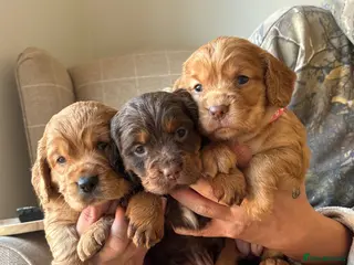 Cocker Spaniel dogs Outstanding KC cocker spaniel puppies - Advert 16