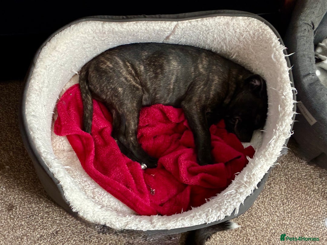 Staffordshire Bull Terrier dogs for sale: Champion bloodlines Kc mother puppy - Advert 4