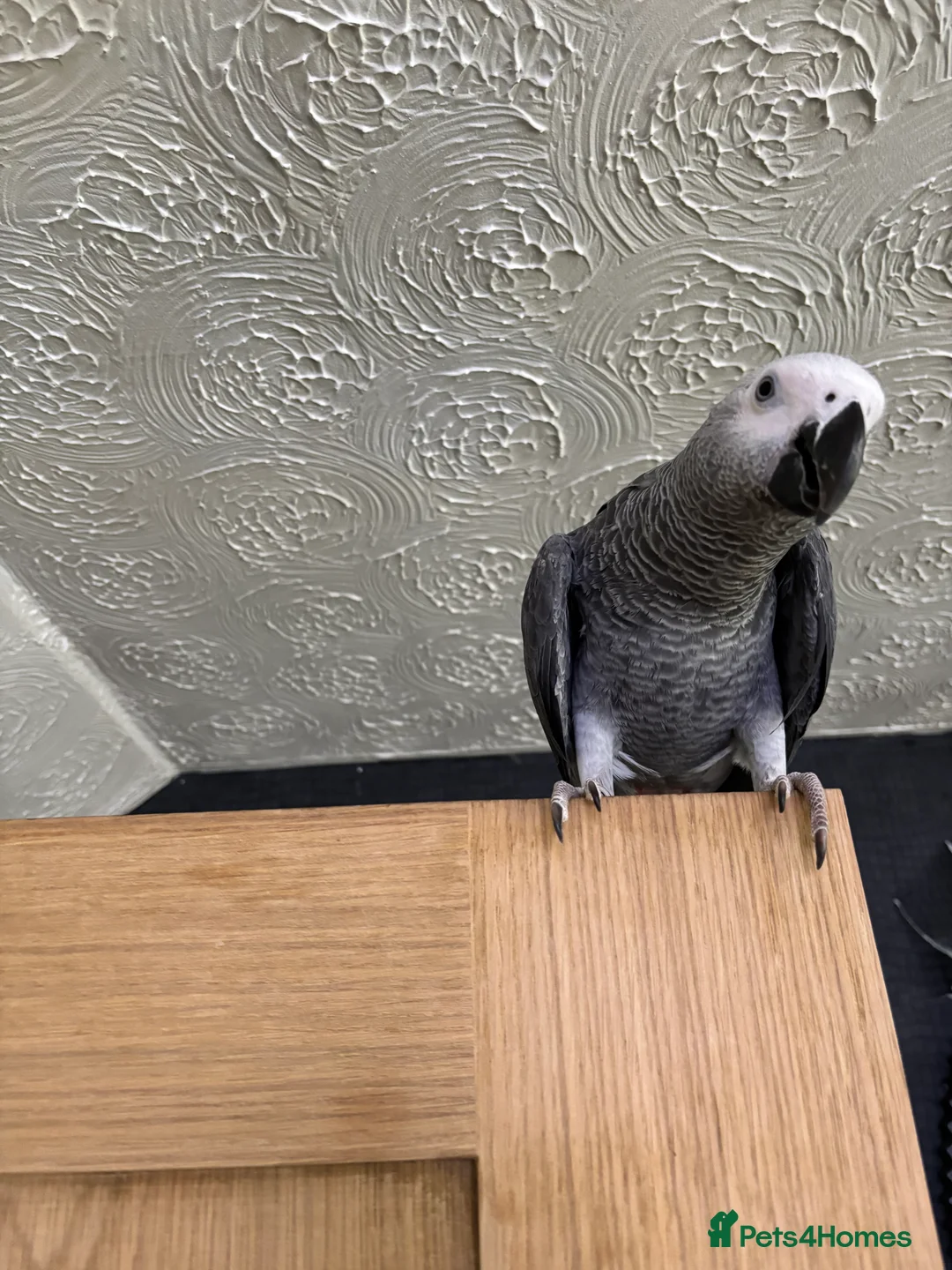 Parrots birds for sale: Hand tamed African grey parrot  in Rossendale - Advert 1