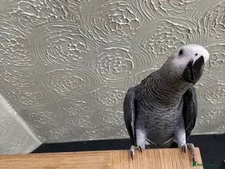 Parrots birds Hand tamed African grey parrot in Rossendale - Advert 1