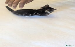 Mixed Breed cats for sale: Kittens for sale - Image 5