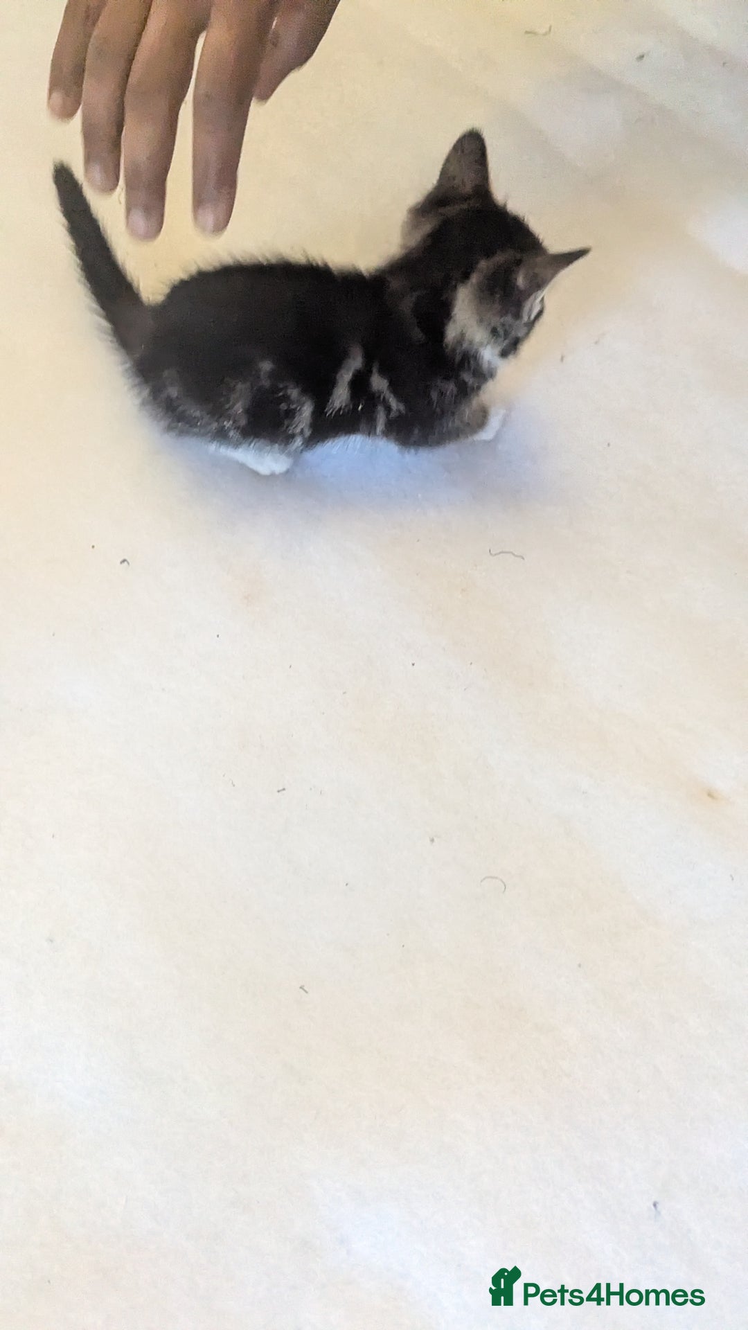 Mixed Breed cats for sale: Kittens for sale - Image 5