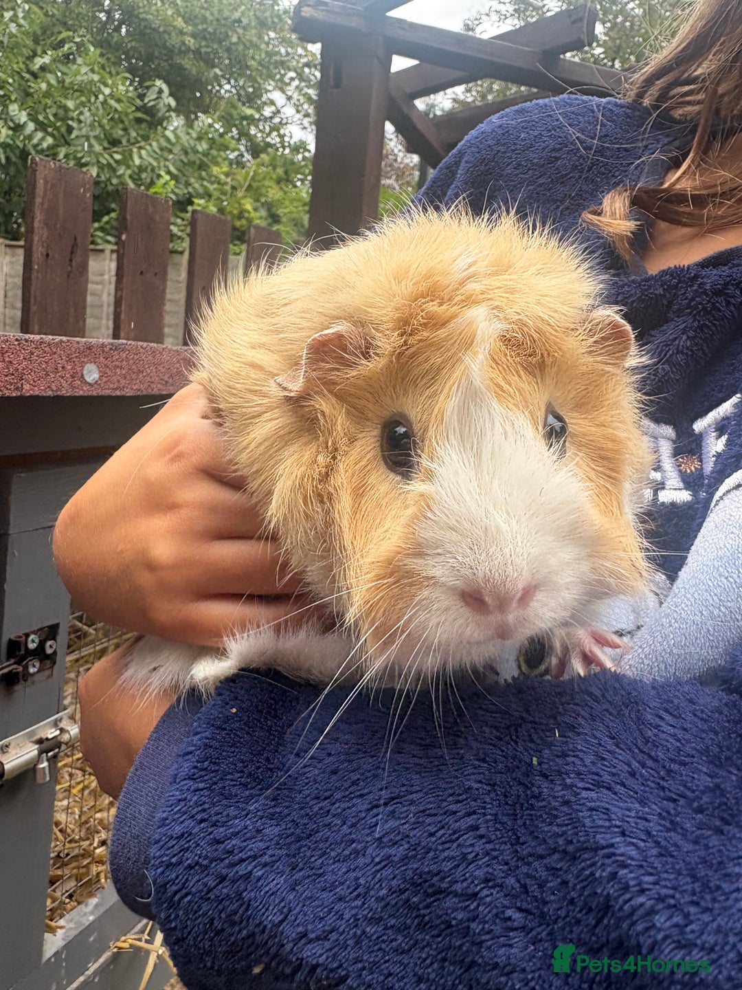 Guinea Pig rodents for sale: 2 Female Guinea Pigs - Image 1
