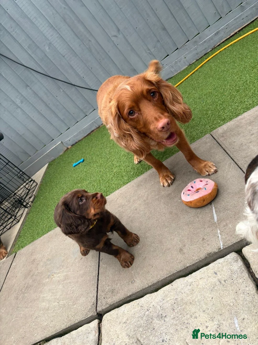 Cocker Spaniel dogs for stud: 🐾 Proven Stud - Healthy Working Cocker Spaniel 🐾 - Advert 18