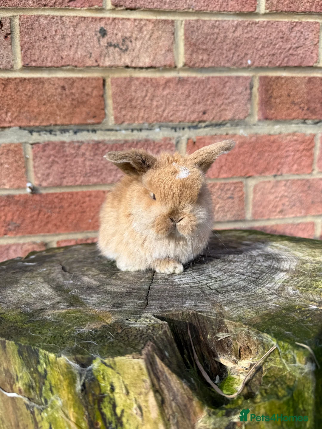 Mini Lop rabbits for sale: Mini Lops available - Advert 14