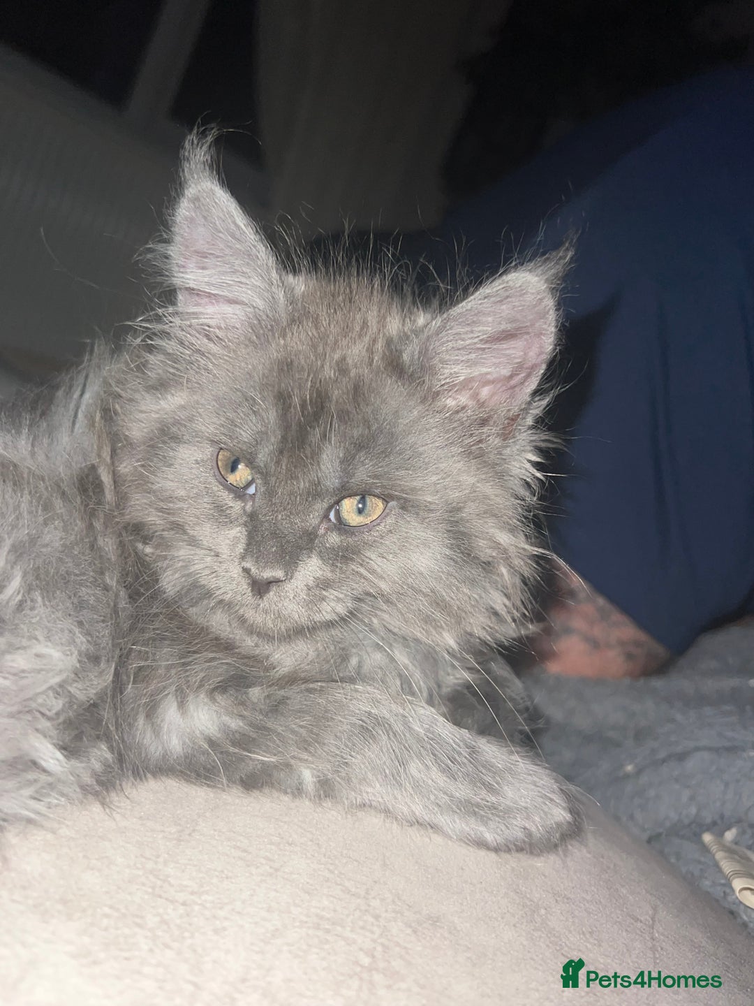 Maine Coon cats for sale: 2 odd eye male Mainecoon and 1 female smoke kitten - Advert 4