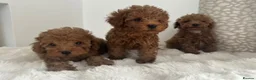 Toy Poodle dogs for stud: ✨ TINY TOY ✨ 2.5Kg✨KC ✨HEALTH TESTED ✨ - Advert 6