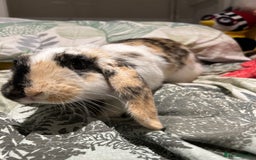 Mixed Breed rabbits for sale: Sweet Rabbit looking for a forever home - Advert 5