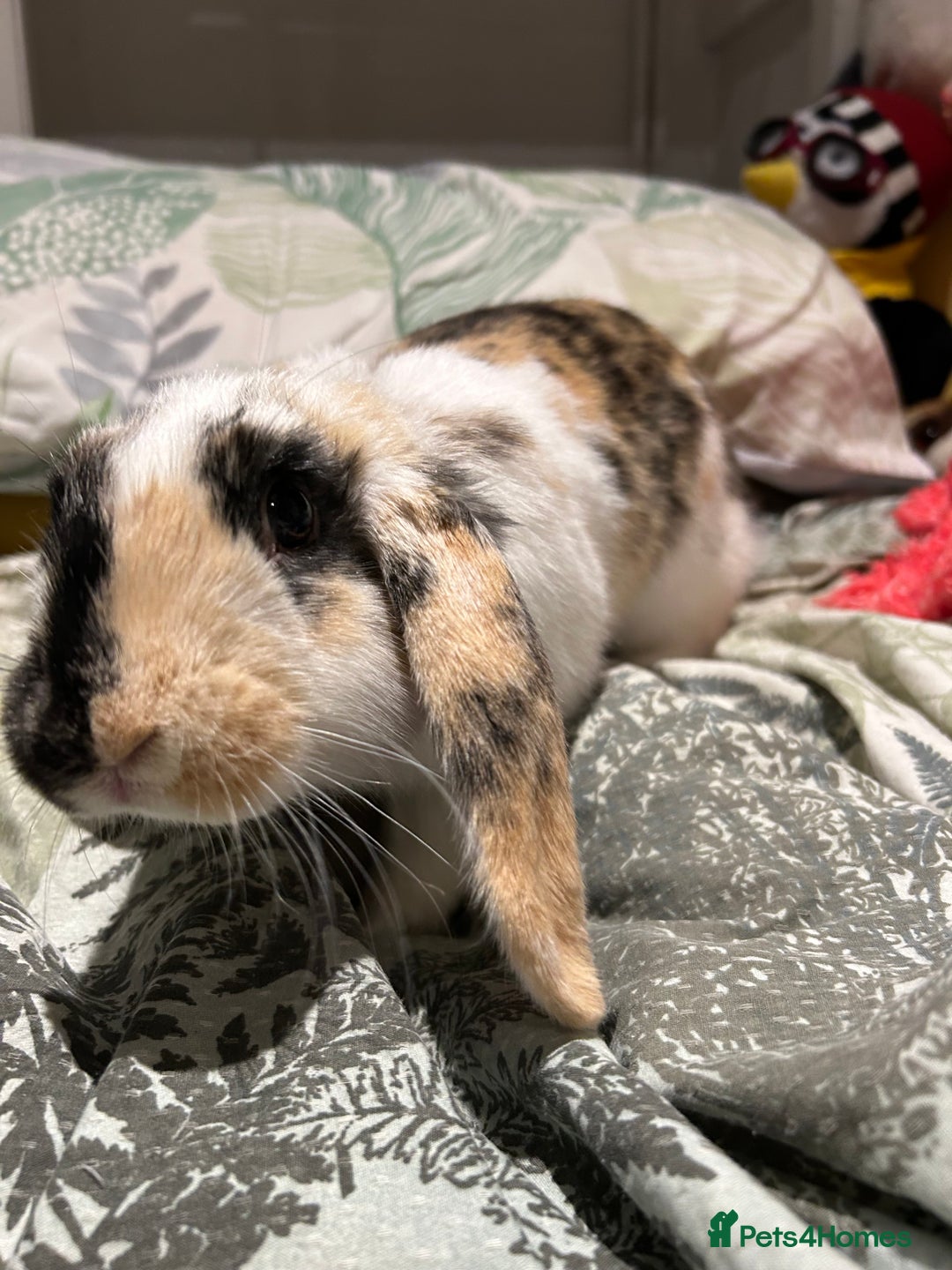 Mixed Breed rabbits for sale: Sweet Rabbit looking for a forever home - Advert 5