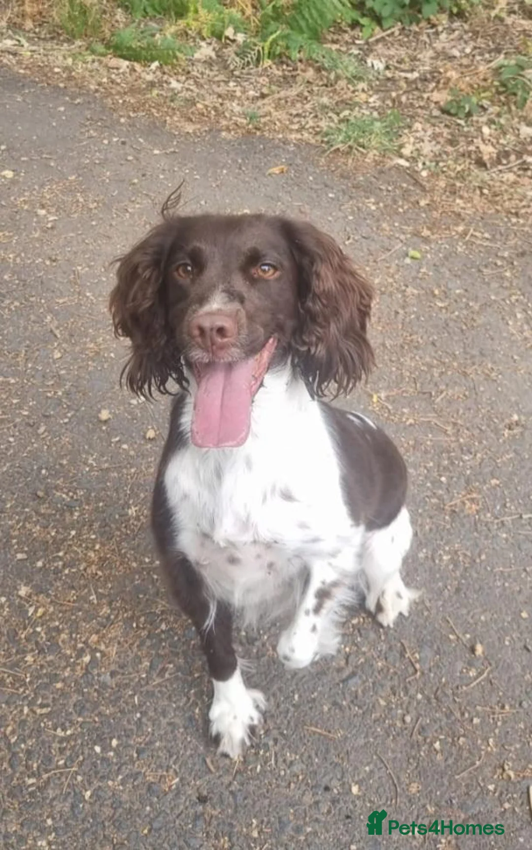 Sproodle dogs for sale: F1 Sproodles 🤎 🐾 - Advert 2