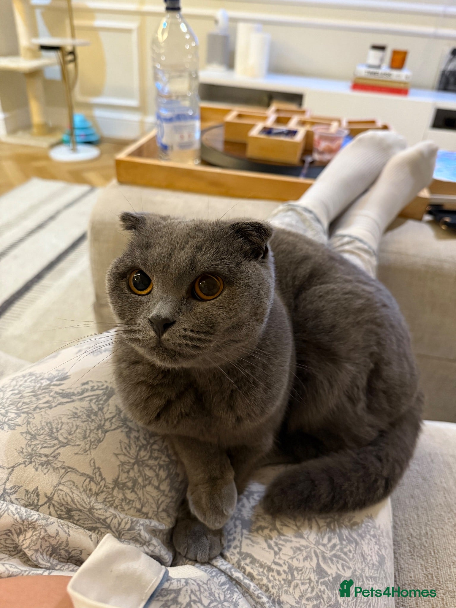Scottish Fold cats 5 scottish fold mix kittens - Advert 1