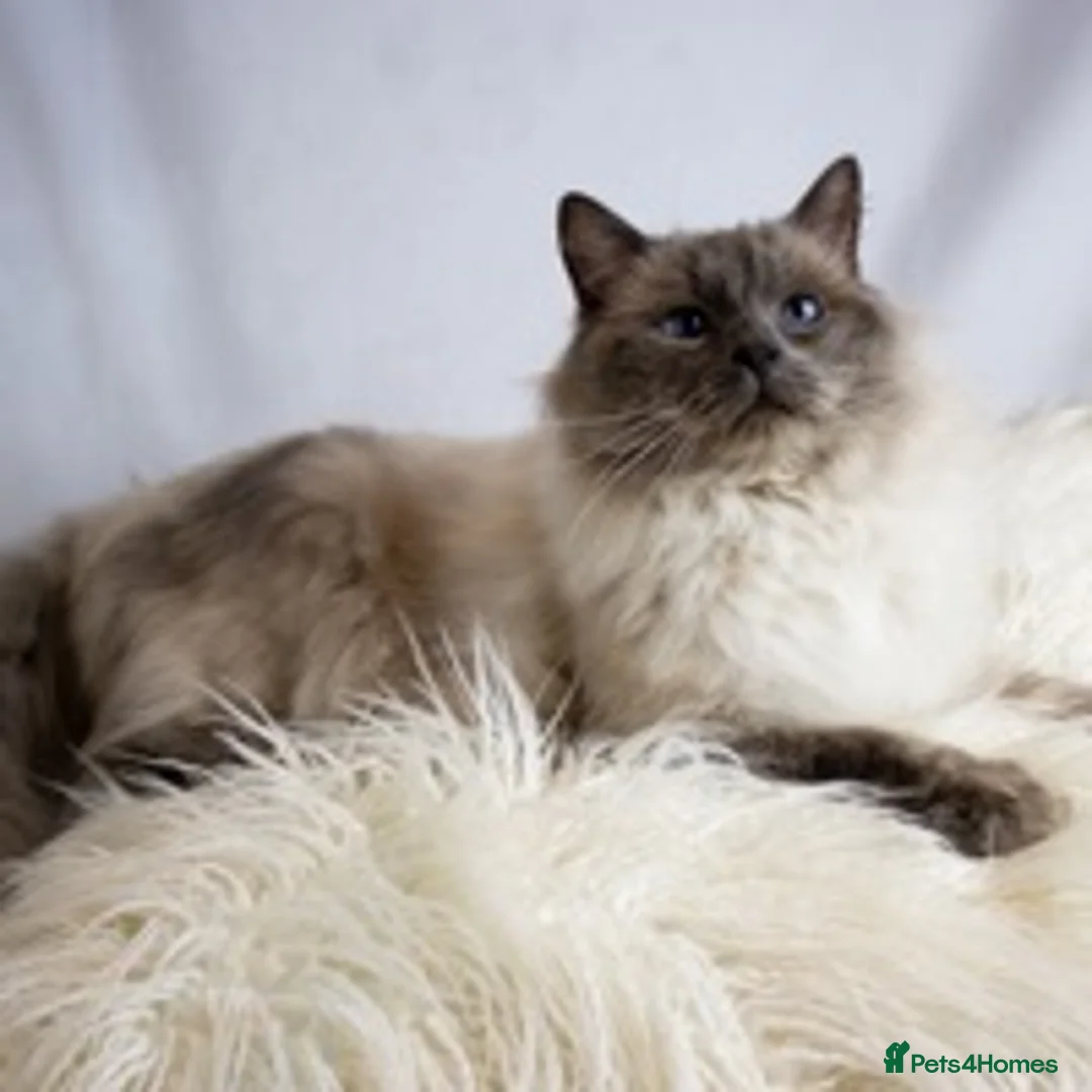 Ragdoll cats for stud: Very large proven ragdoll with available litter in Brighouse - Advert 5
