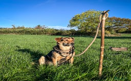 Huntaway dogs for sale: Huntaway Puppies  - Image 4
