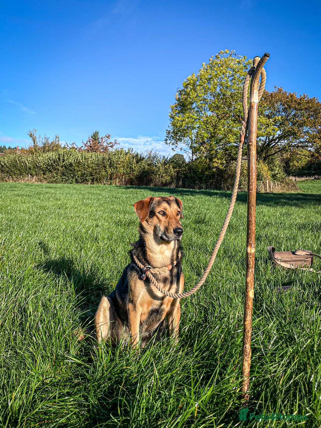Huntaway dogs for sale: Huntaway Puppies  - Image 4