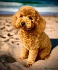 Labradoodle dogs keiras red fox miniature labradoodles  - Advert 2