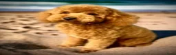 Labradoodle dogs for sale: keiras red fox miniature labradoodles  - Advert 21