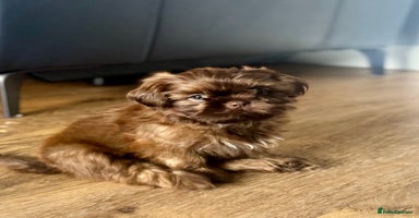 Shih Tzu dogs in Tamworth - Advert 8
