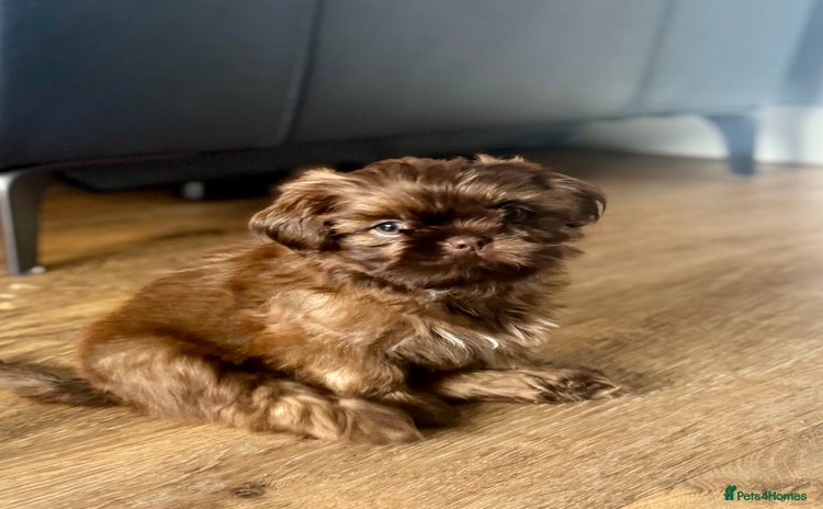 Shih Tzu dogs in Tamworth - Advert 15
