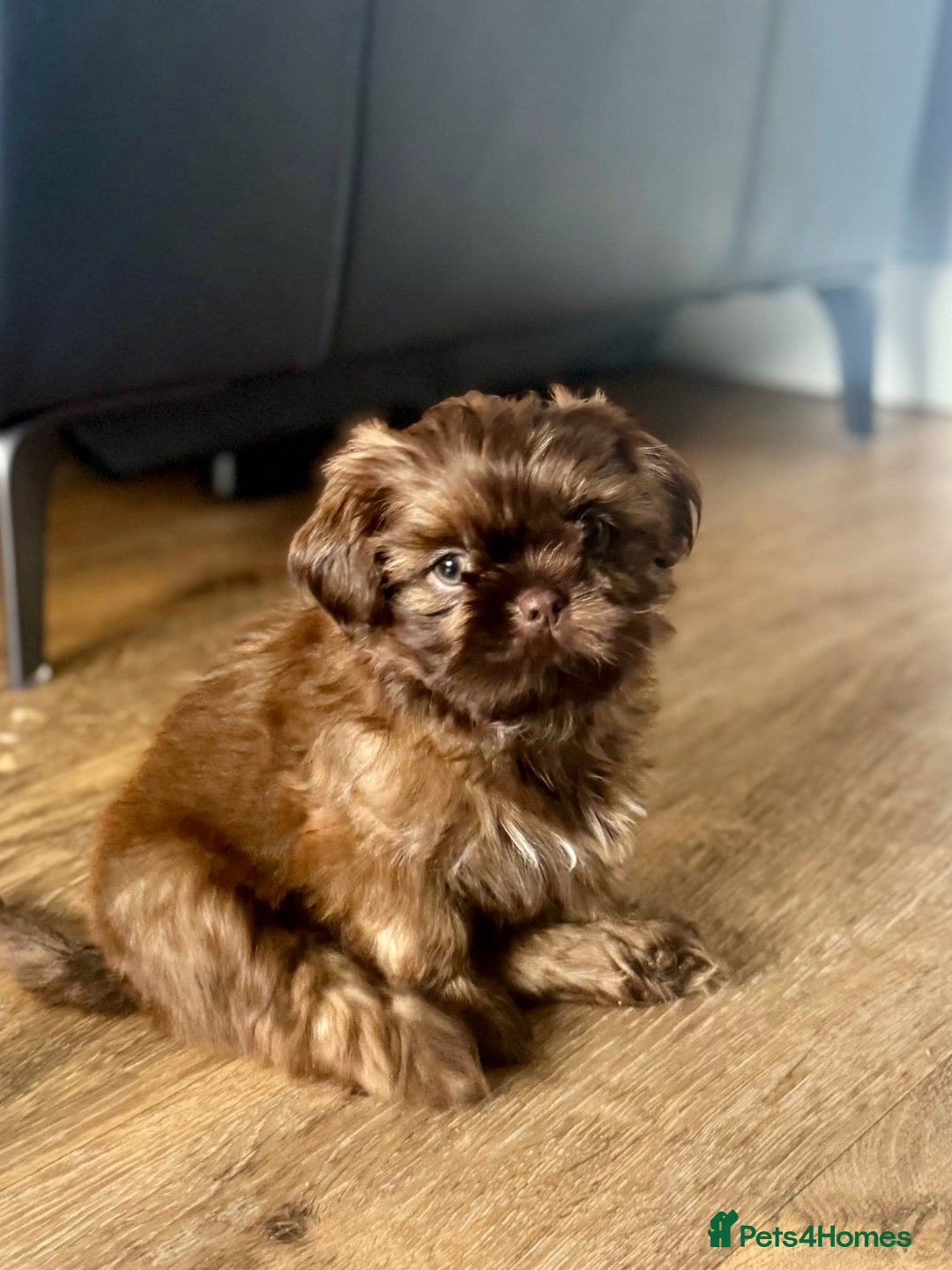 Shih Poo Shih Tzu Princess Type Months Old Shih Tzu Princess Type