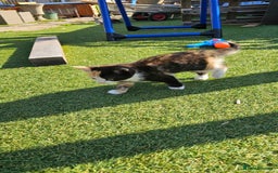 Mixed Breed cats for sale: Kittens  - Image 6