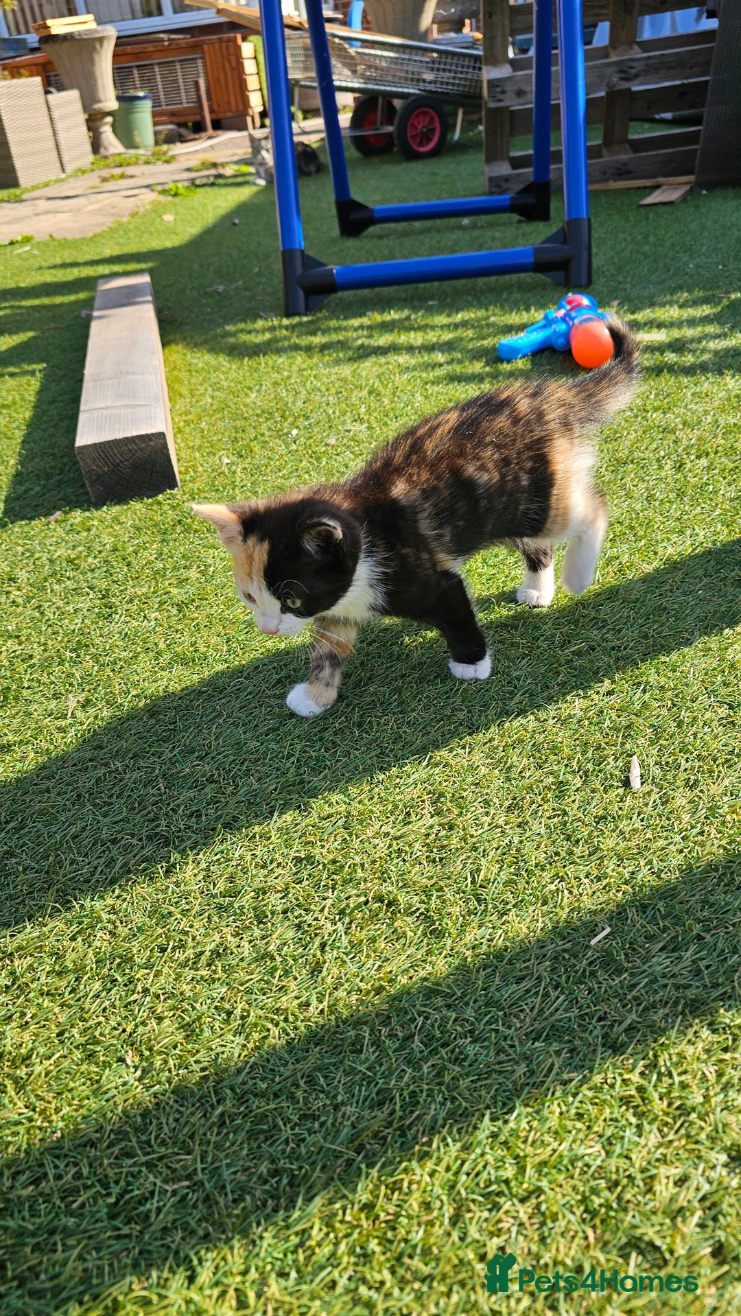 Mixed Breed cats for sale: Kittens  - Image 6