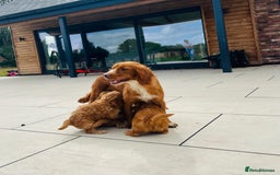 Cockapoo dogs for sale: Beautiful F1 Red/Golden Cockapoo Puppies - Image 3