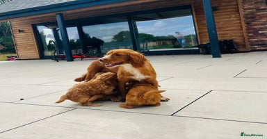 Cockapoo dogs - Advert 4