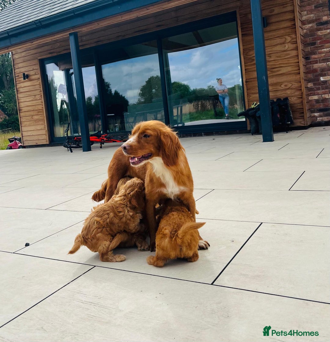 Cockapoo dogs for sale: Beautiful F1 Red/Golden Cockapoo Puppies - Image 3