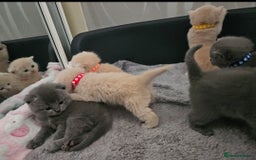 British Shorthair cats for sale: Pretty British shorthair  - Image 22