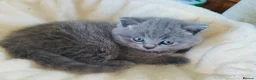 British Shorthair cats for sale: Chunky GCCF British shorthair  - Advert 7