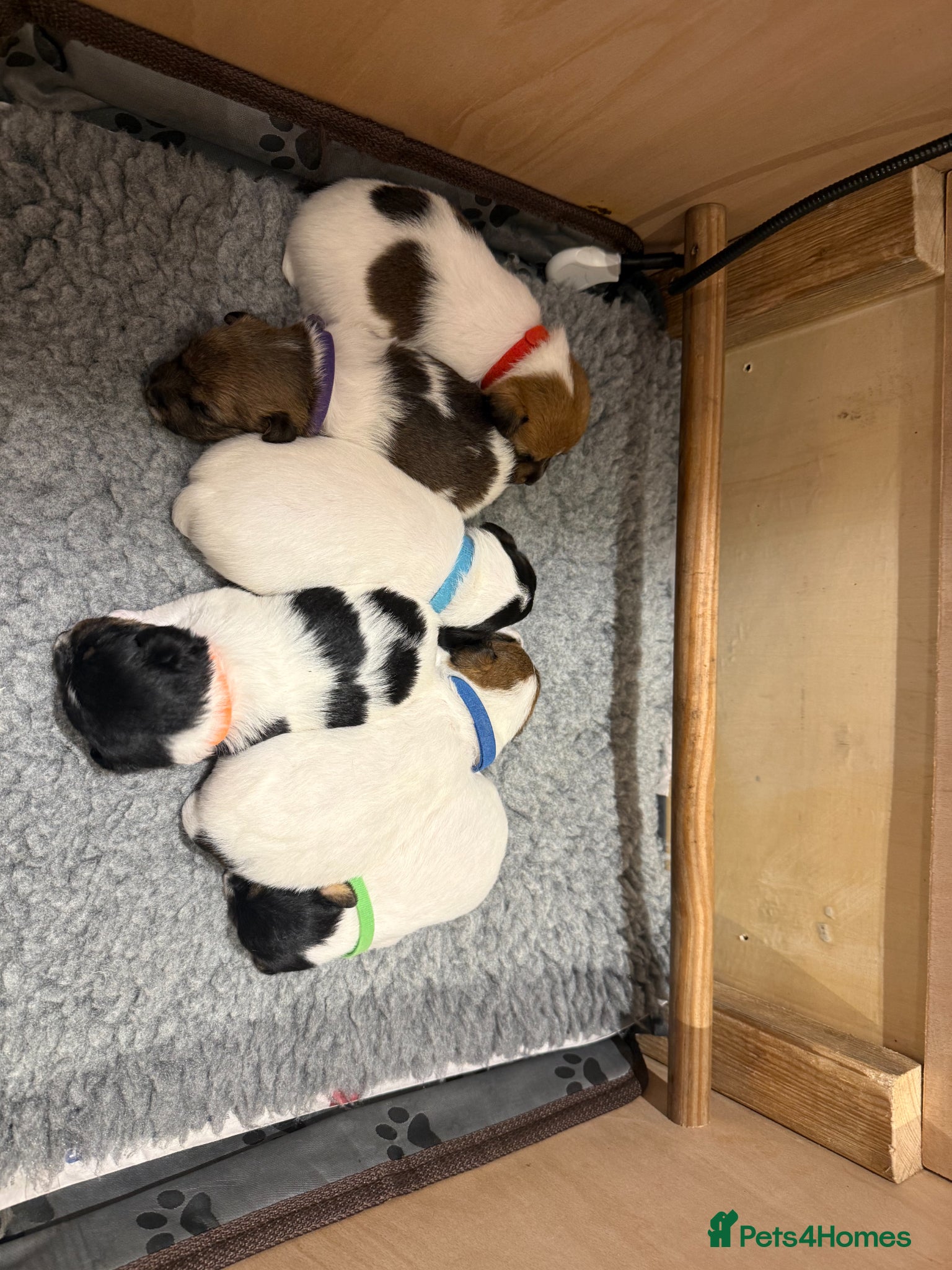 Patterjack dogs Patterjacks for sale - Advert 1