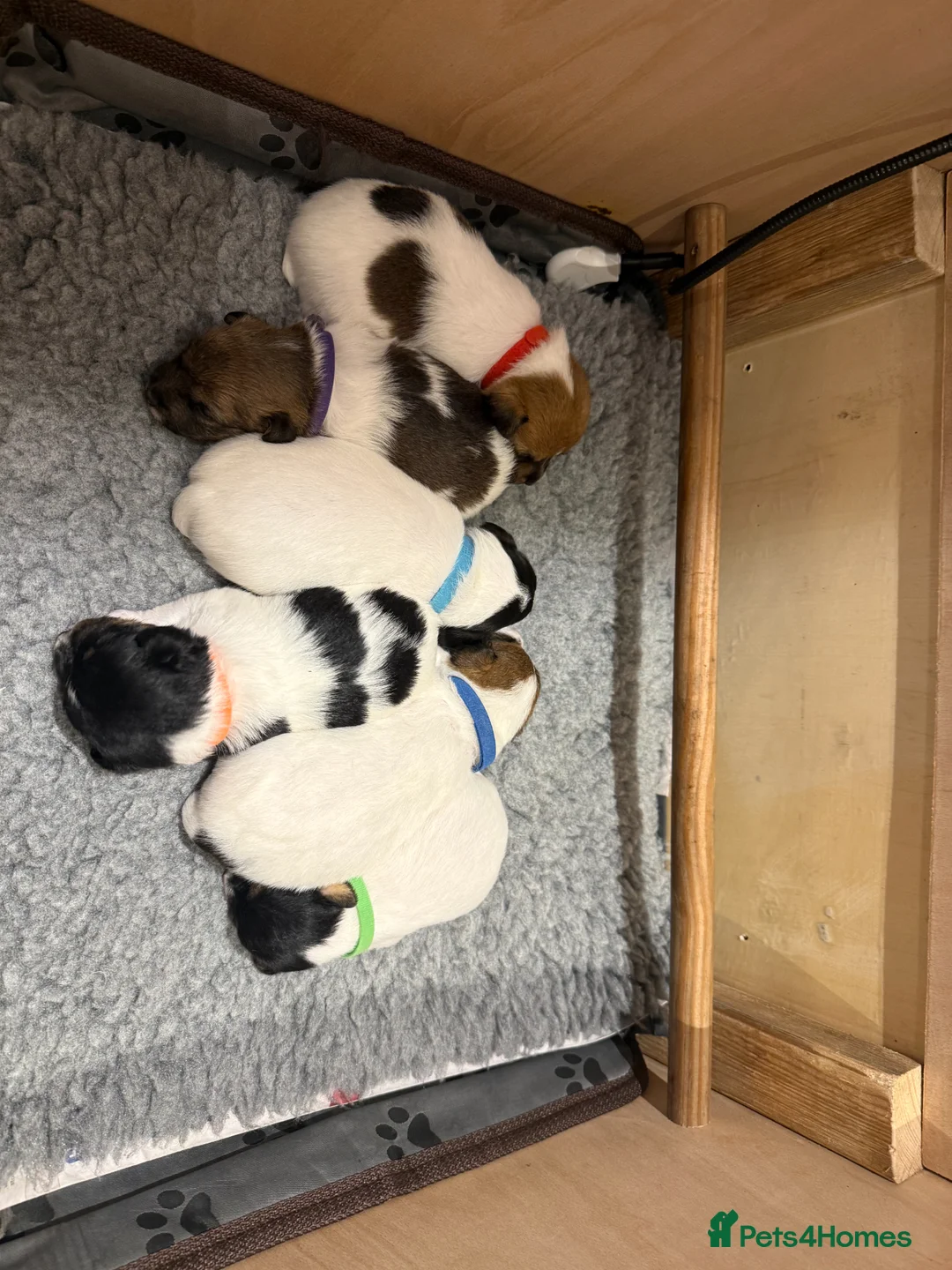 Patterjack dogs for sale: Patterjacks for sale in Andover - Advert 1