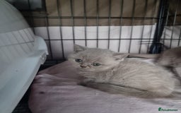 British Shorthair cats for sale: Lilac & Blue BSH Kittens Healthy GCCF Pedigree  - Image 6