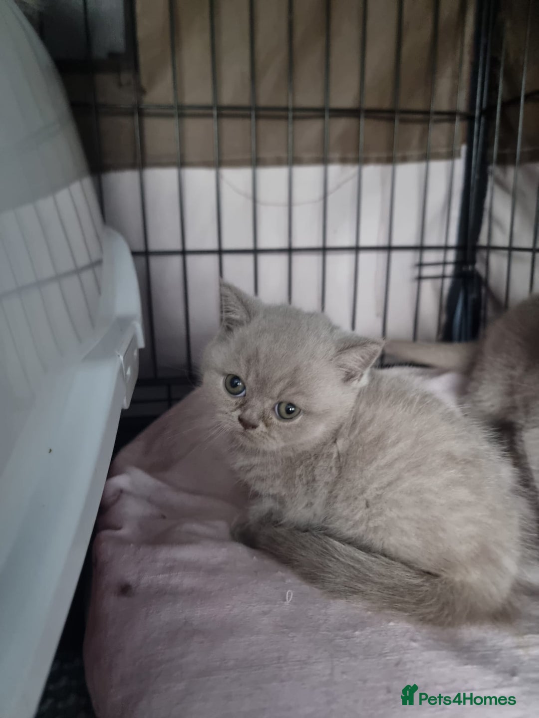 British Shorthair cats for sale: Lilac & Blue BSH Kittens Healthy GCCF Pedigree  - Image 6
