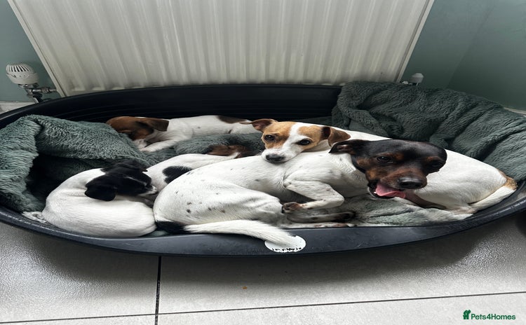 Jack Russell dogs - Advert 7