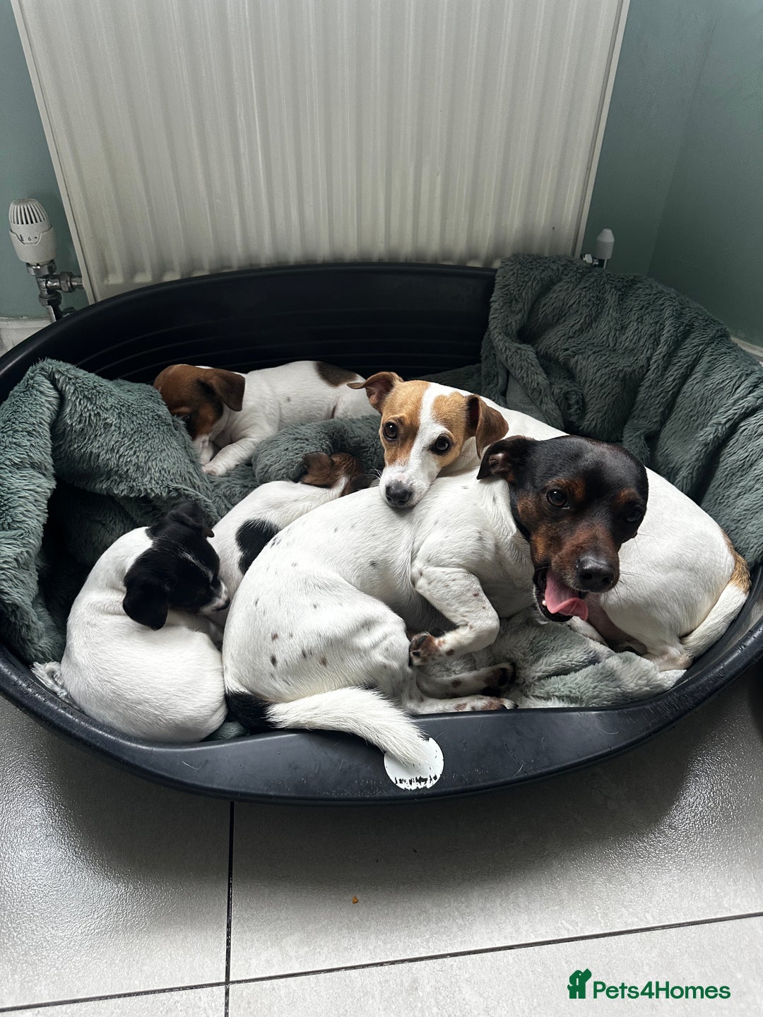 Jack Russell dogs for sale: Miniature Jack Russell’s  - Image 1