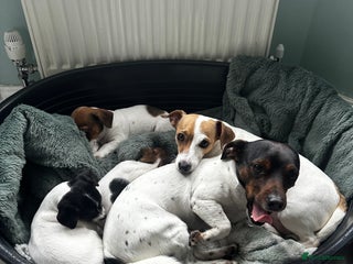 Jack Russell dogs - Advert 11