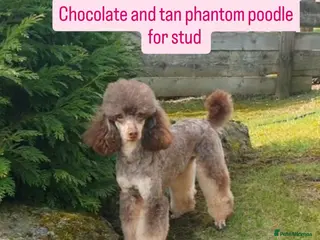 Poodle dogs HEALTH TESTED CHOCOLATE PHANTOM POODLE STUD in Todmorden - Advert 3