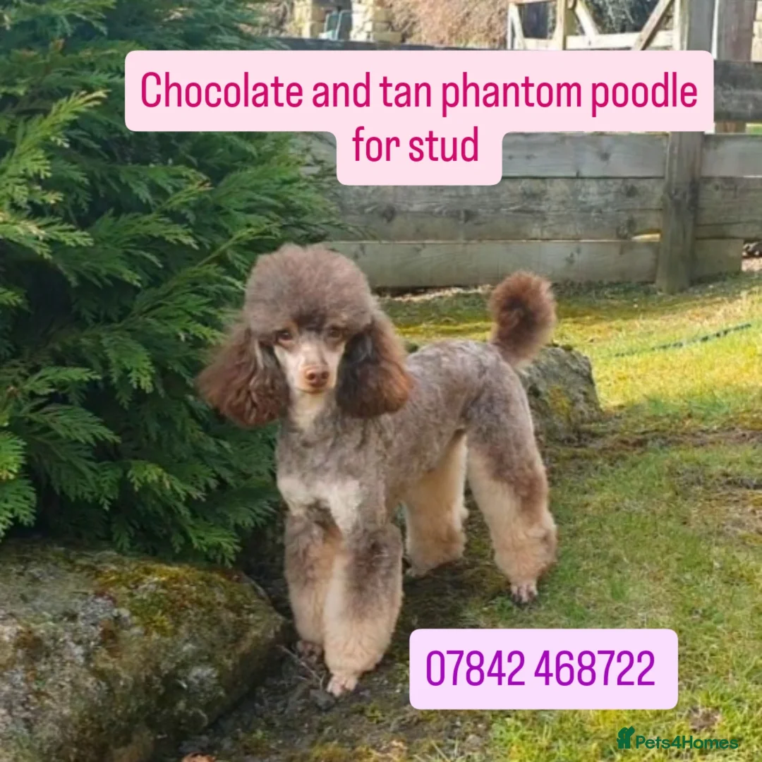 Poodle dogs for stud: HEALTH TESTED CHOCOLATE PHANTOM POODLE STUD in Todmorden - Advert 1