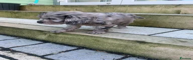 Cockapoo 3