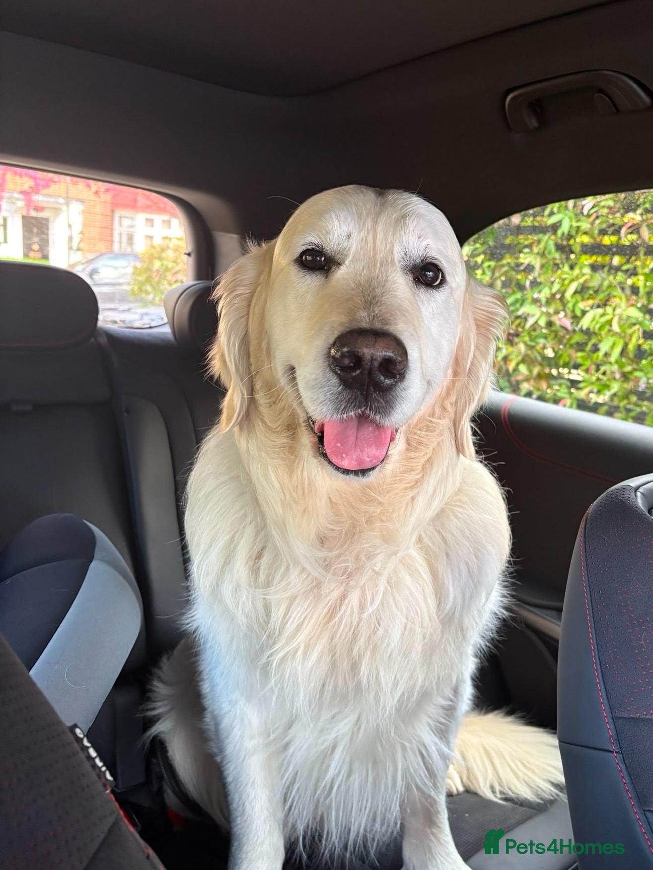 Golden Retriever dogs Charlie - Advert 1