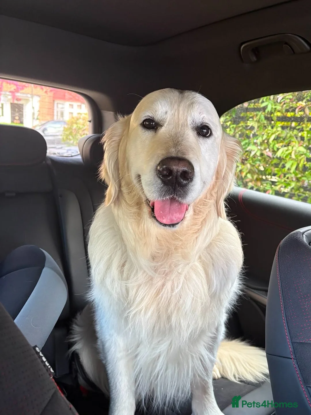 Golden Retriever dogs for sale: Charlie - Advert 1
