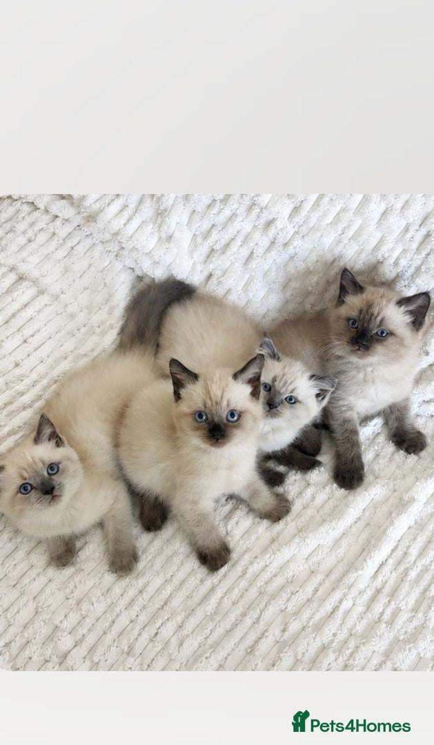 Ragdoll cats Ragdoll kittens - Advert 1