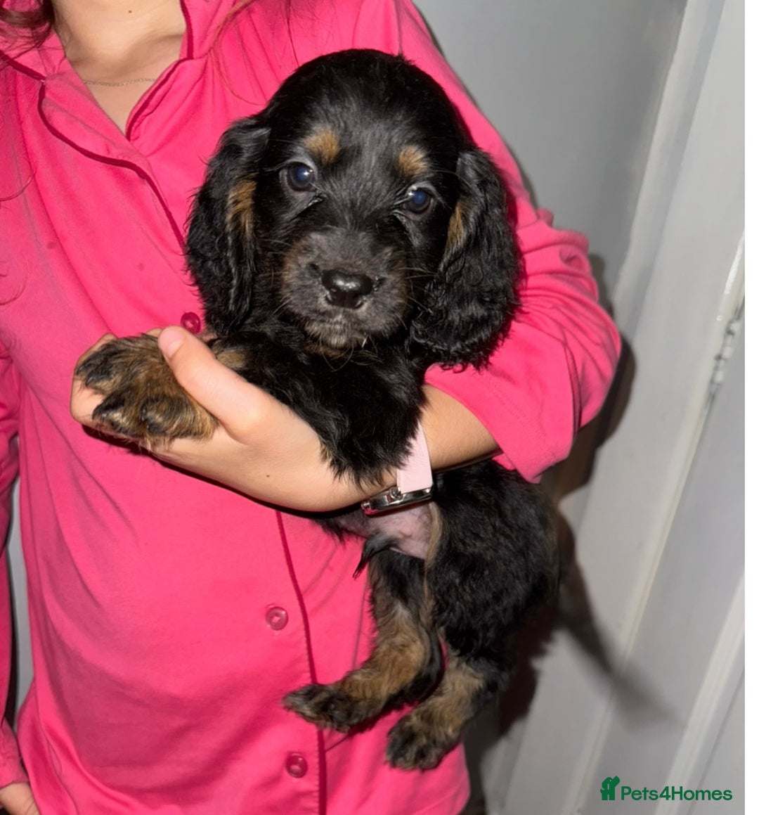 Cocker Spaniel dogs for sale: Cocker spaniel puppy  - Image 2