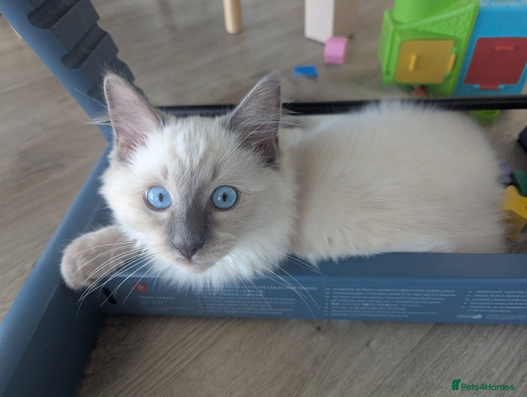 Ragdoll cats for sale: Ragdoll Kitten Seeks Loving Home💙 - Image 6