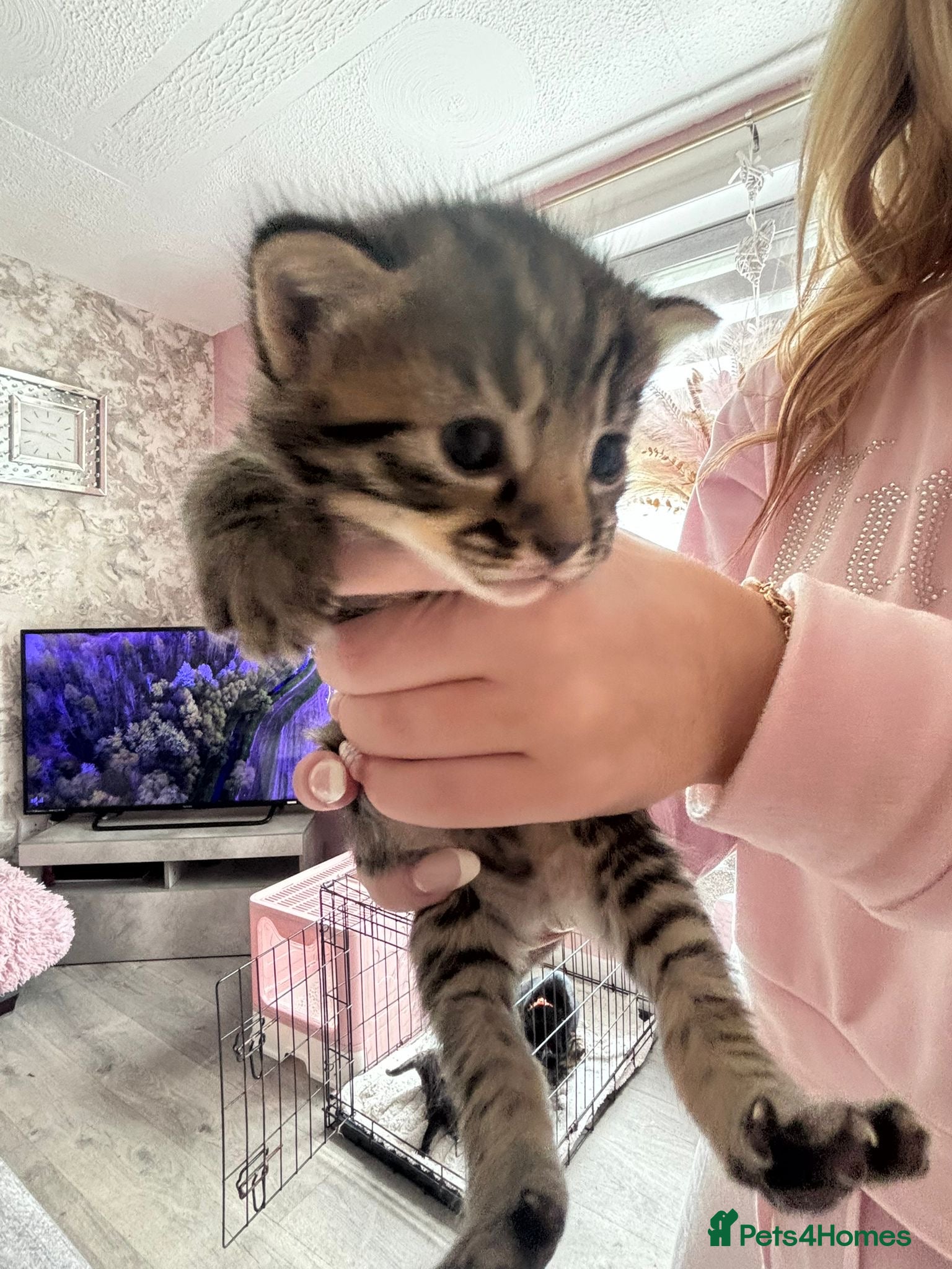 Mixed Breed cats Bengal x mixed litter - Advert 8