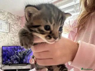 Mixed Breed cats Bengal x mixed litter - Advert 8