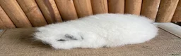 Guinea Pig rodents for sale: Swiss teddy baby sow  - Advert 4