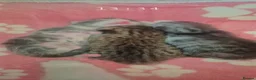 Persian cats for sale: 5 female Kitten for sale in Manchester - Advert 4
